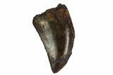 Serrated, Theropod Tooth - Judith River Formation #129807-1